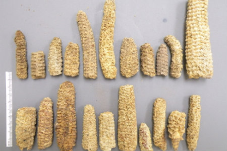 Bruce Benz, Ph.D., and colleagues from across the U.S., revealed that ancient maize genetically adapted to the short growing season in North America. Their paper is published in the August 4  issue of 