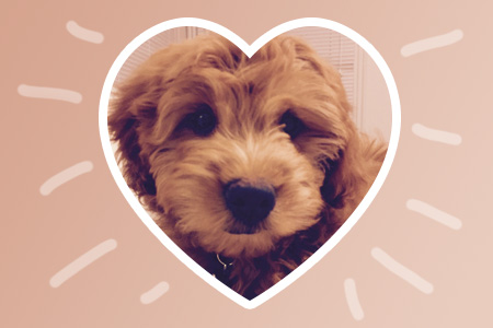Linda Metcalf, Ph.D., director of graduate counseling programs, talks about Valentine’s Day, puppies and the simple, yet fulfilling, gift of gratitude. Above: Ringo, Metcalf's new puppy, is a therapy dog-in-training. He is already making a positive impact on her counseling clients.


