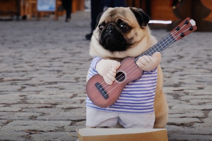 A pug is holding a banjo near a box asking for change.