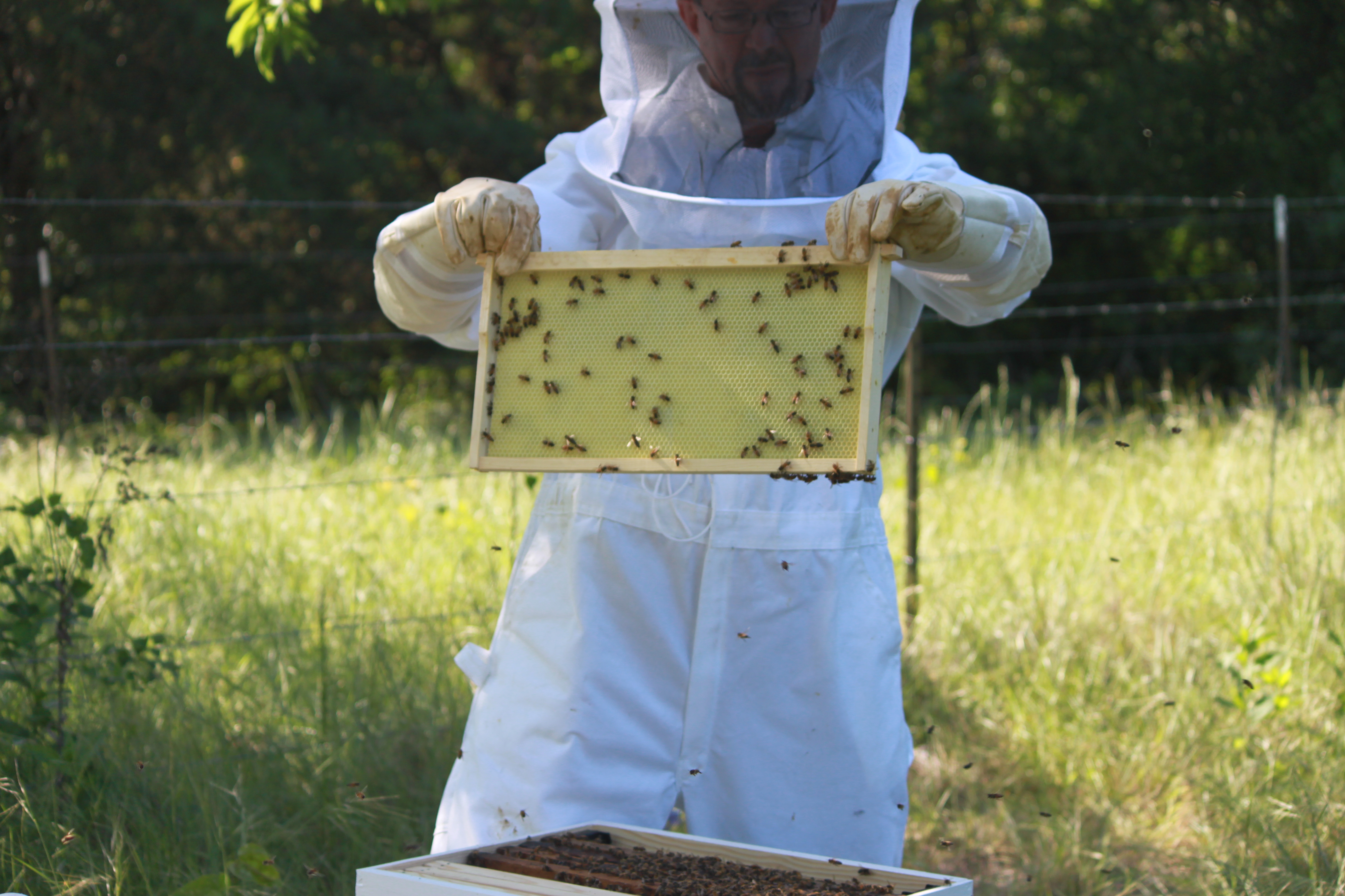 Image of Bees from alumni beekeepers